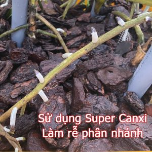 canxi cho lan