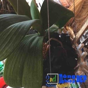 Hồ điệp Bị Nhăn Lá 300x300 2