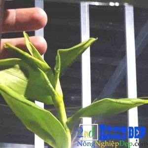 Cây Bị Xoăn Lá 300x300