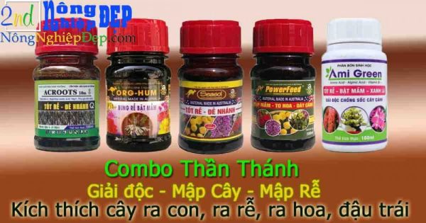 Combo Thần Thánh