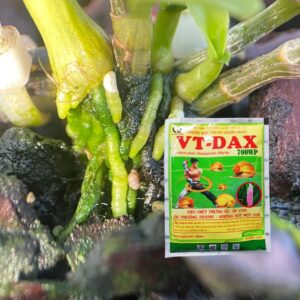 Thuốc trị ốc ma VT-DAX