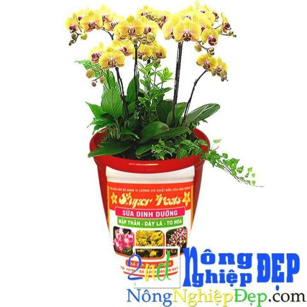 Sữa Dinh Dưỡng SUPER ROOTS 100ml - Hình ảnh 2