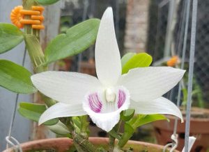 lớp dạy học trồng lan