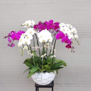 ý nghĩa hoa lan hồ điệp