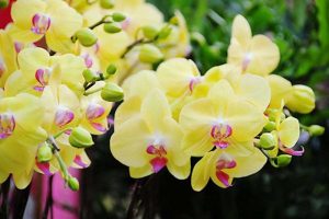 hoa lan bị mưa có sao không
