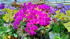 phân bón hoa lan hồ điệp-4