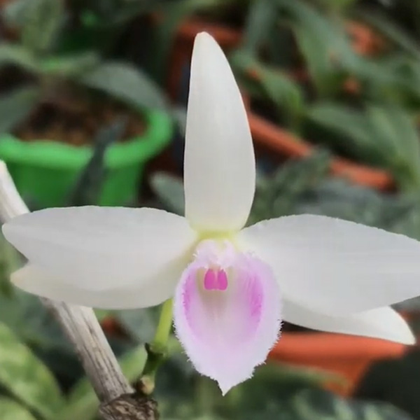 5ct bùi việt