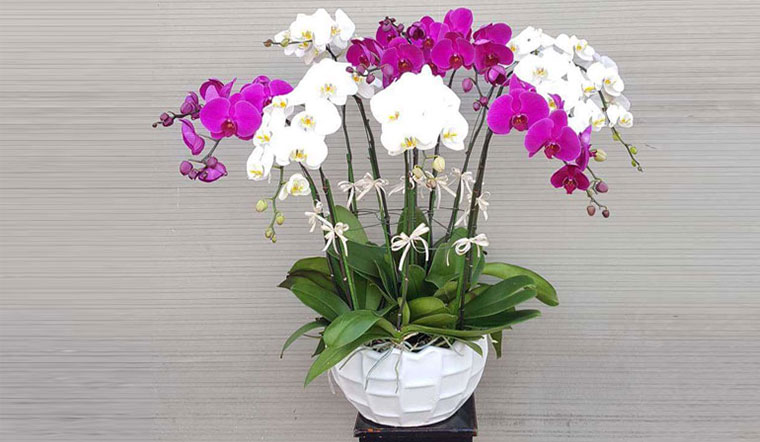 ý nghĩa hoa lan hồ điệp