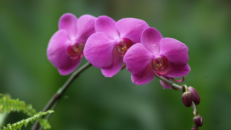 Đặc điểm và ý nghĩa sâu sắc Hoa lan tím