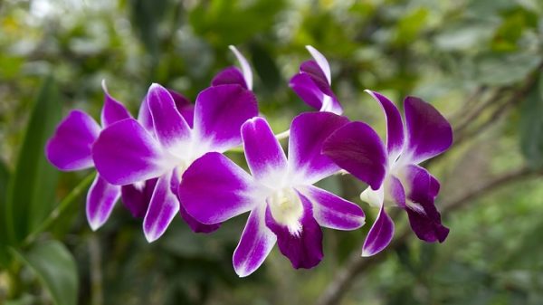 Đặc điểm và ý nghĩa sâu sắc Hoa lan tím