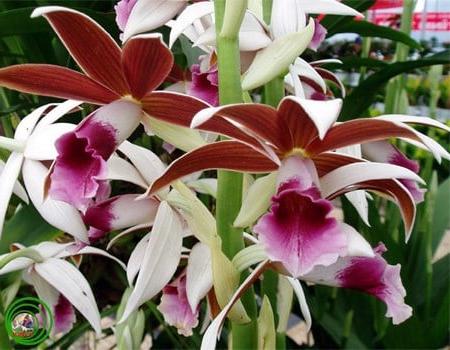 Top 7 loại lan rừng quý hiếm giá trị đắt đỏ nhất nước ta - Nông Nghiệp Đẹp