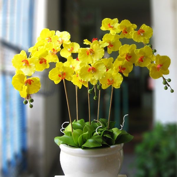 ý nghĩa hoa lan hồ điệp