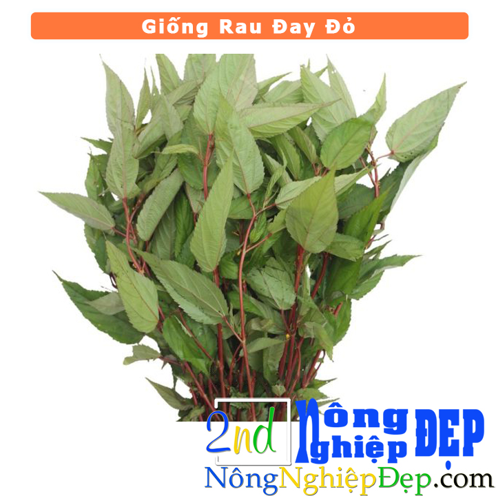 Hạt Giống Rau Đay Đỏ-Rạng Đông – Nông Nghiệp Đẹp