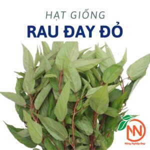 hạt Giống Rau Đay Đỏ