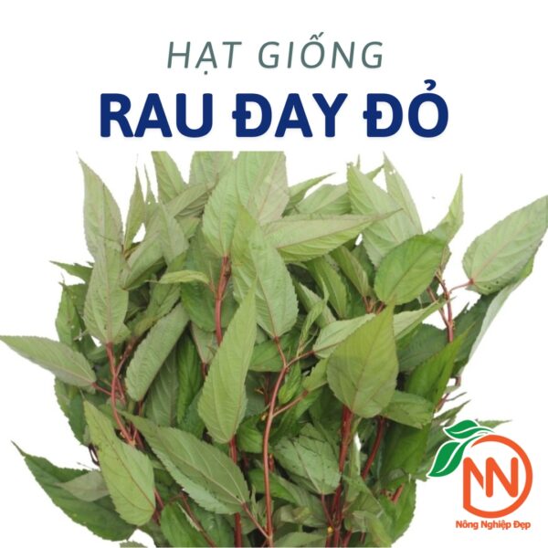hạt Giống Rau Đay Đỏ