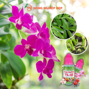 Thuốc làm to hoa