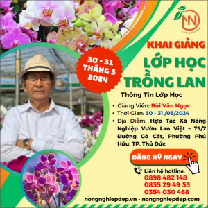 lớp học trồng lan 2024
