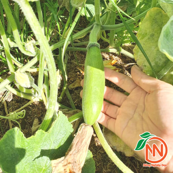 Hạt Giống Bí Sáp Lai F1 - Hình ảnh 3