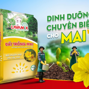 Đất trồng mai