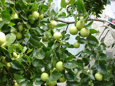 Bầu Chiết Cành Nhân Giống Cây - Kỹ Thuật Hiệu Quả