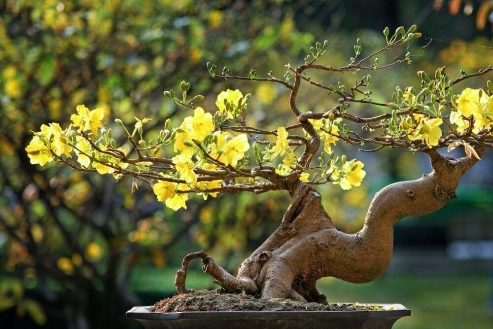 Chất Gây Rụng Lá Mai Đại Học Cần Thơ - Bí Ẩn Đằng Sau