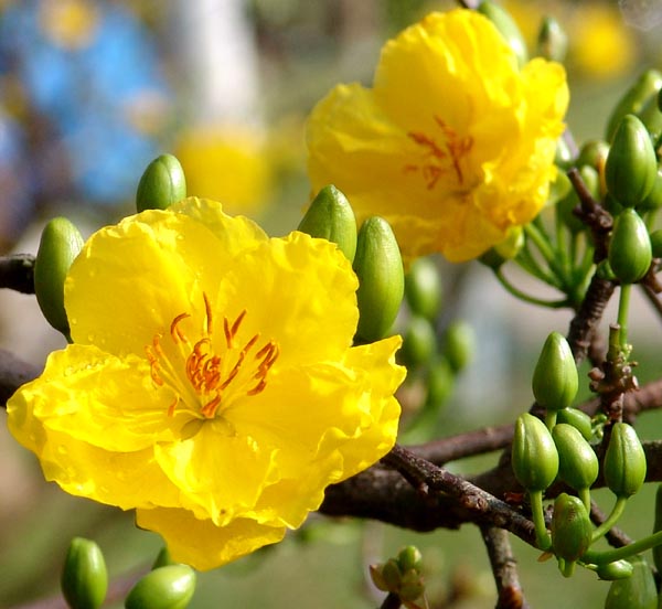 Chất Gây Rụng Lá Mai Max Flower - Bí Quyết Chăm Sóc Cây Mai