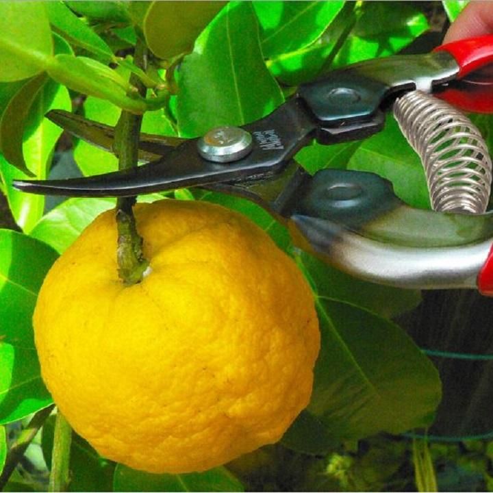 Kéo Cắt Cành Lưỡi Cong NND001 - Bí Quyết Chăm Sóc Vườn
