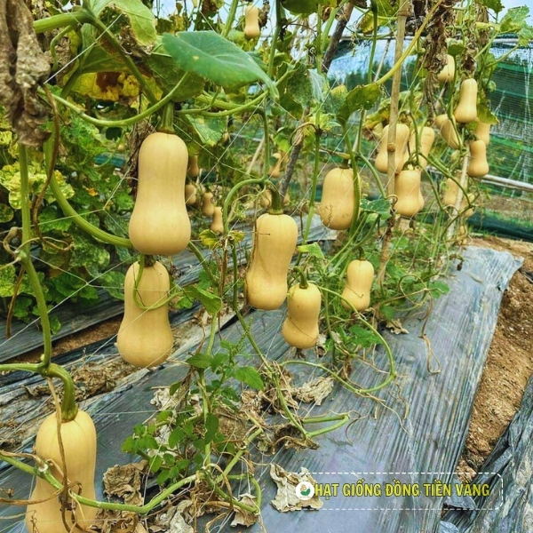 Khám Phá Hạt Giống Bí Sáp Lai F1 - Bí Quyết Nông Nghiệp Hiện Đại