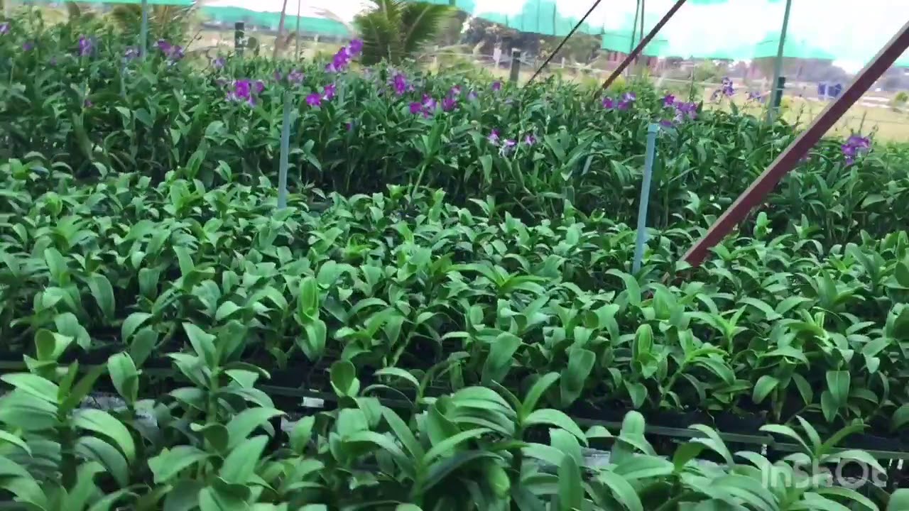 Kích Rễ Mai Vàng A01 Chính Hãng - Bí Quyết Chăm Sóc Cây Mai
