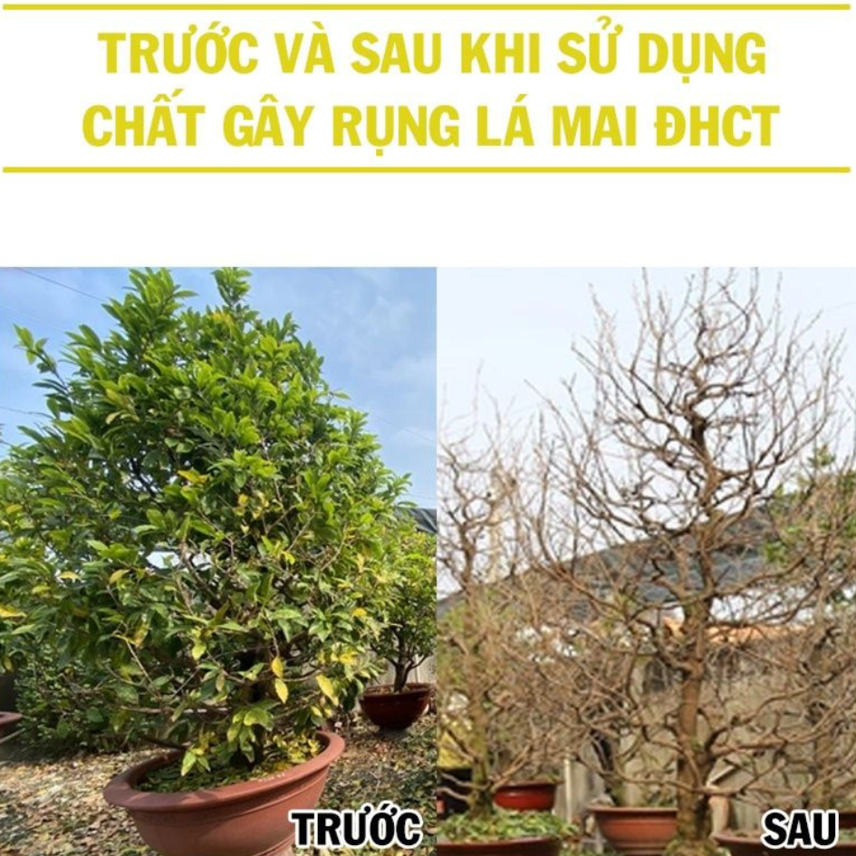 RVAC FOFER X3 - Bí Quyết Rụng Lá Mai Hiệu Quả