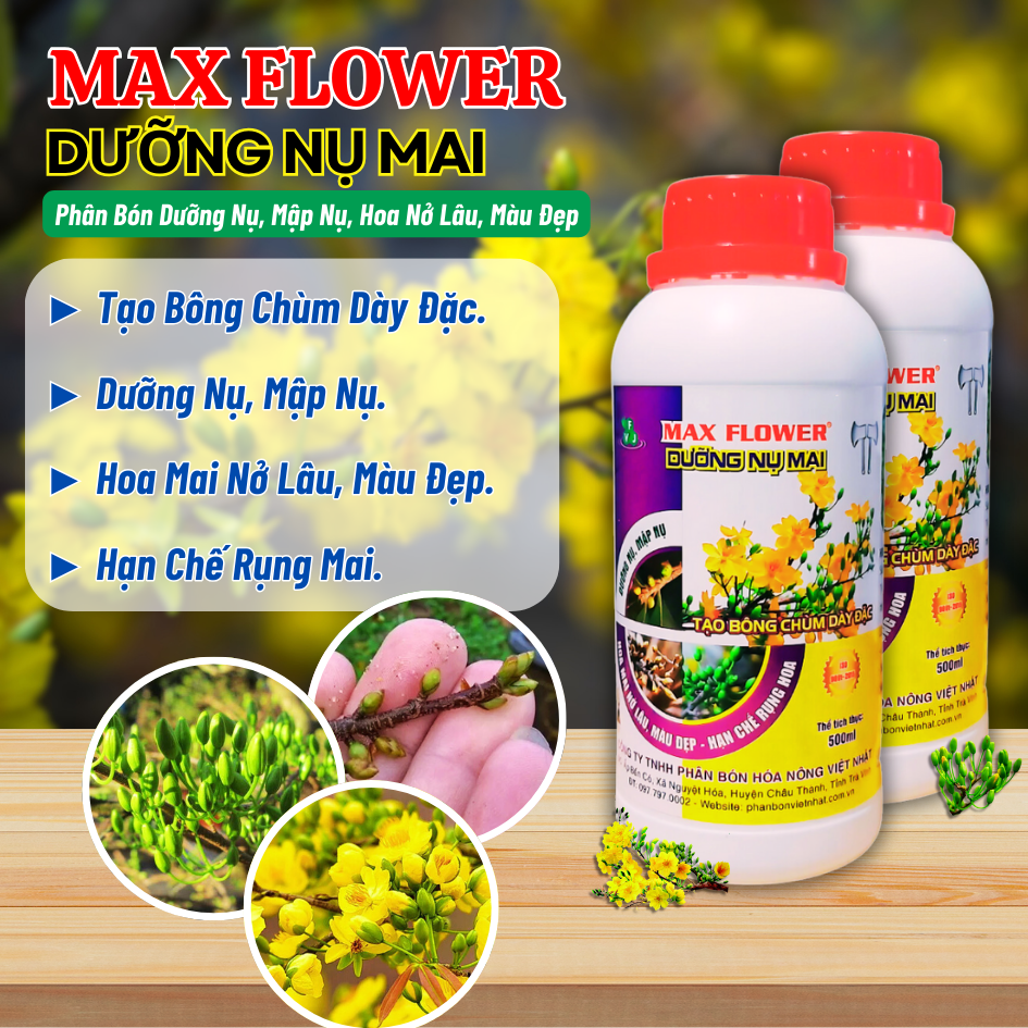 Siêu Dưỡng Nụ Mai vàng - Bí Quyết Làm Đẹp Tuyệt Vời