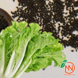 Hạt Giống Cải bẹ Dún Dễ Trồng