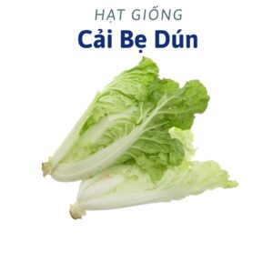Hạt Giống Cải bẹ Dún