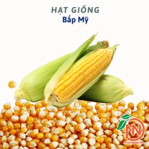 hạt giống bắp ngọt