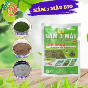 Nấm 3 màu là gì