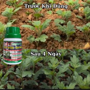 Mập thân vọt đọt xanh lá với master vip
